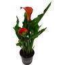 Zantedeschia
