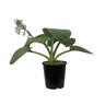 Hosta Big Daddy