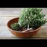 Thyme Pizza
