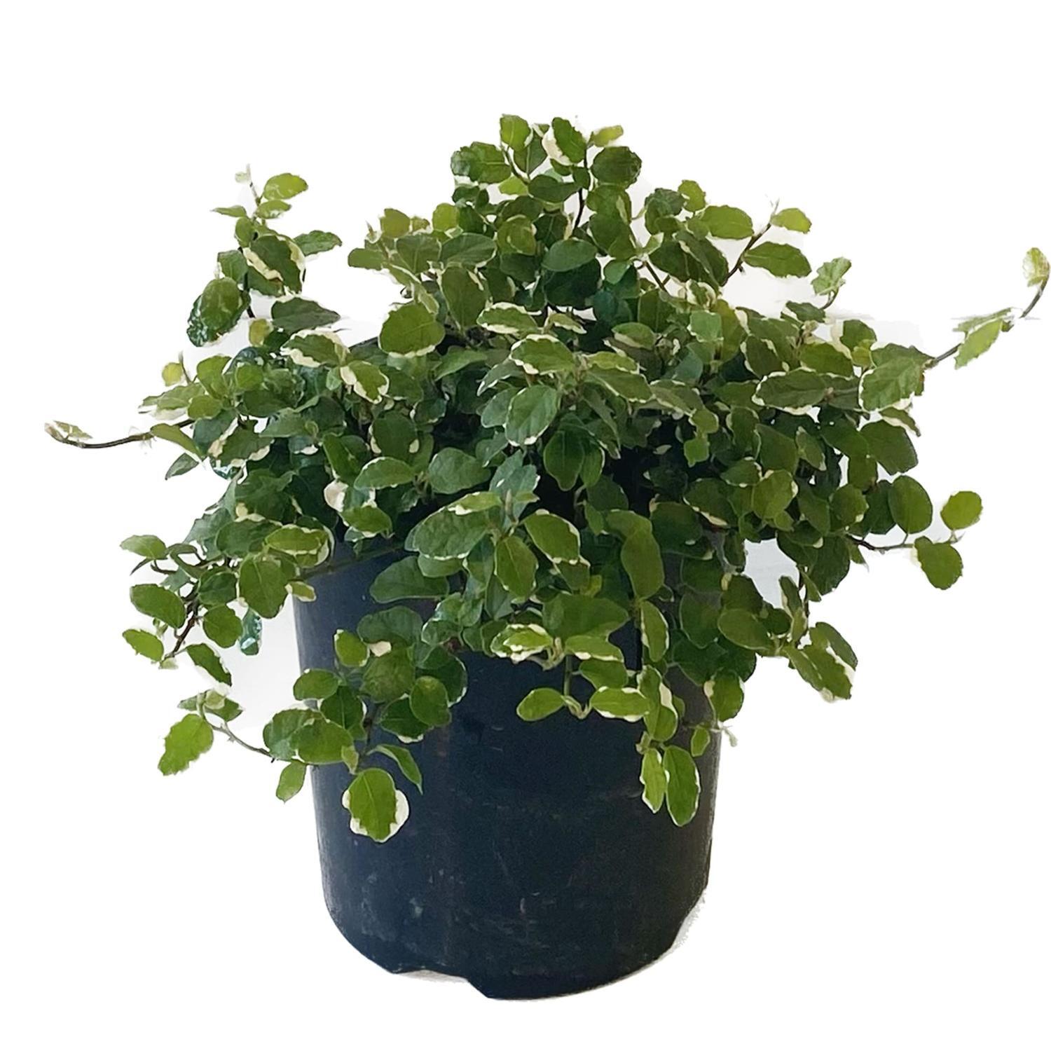 Ficus Frosty 12cm