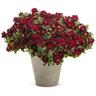 Verbena Romance