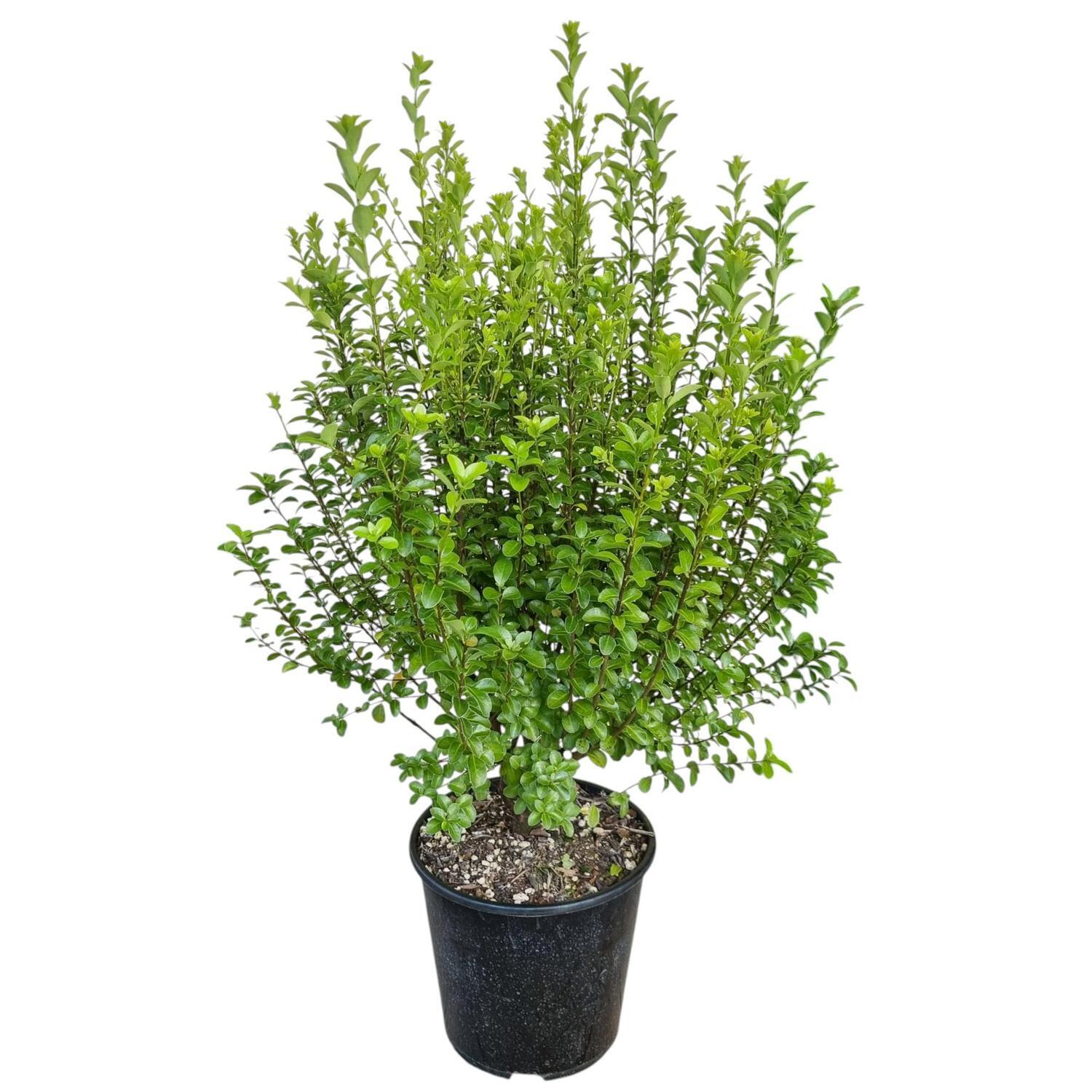 Pittosporum Mountain Green 6L
