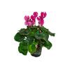 Cyclamen Halios Curly Flame