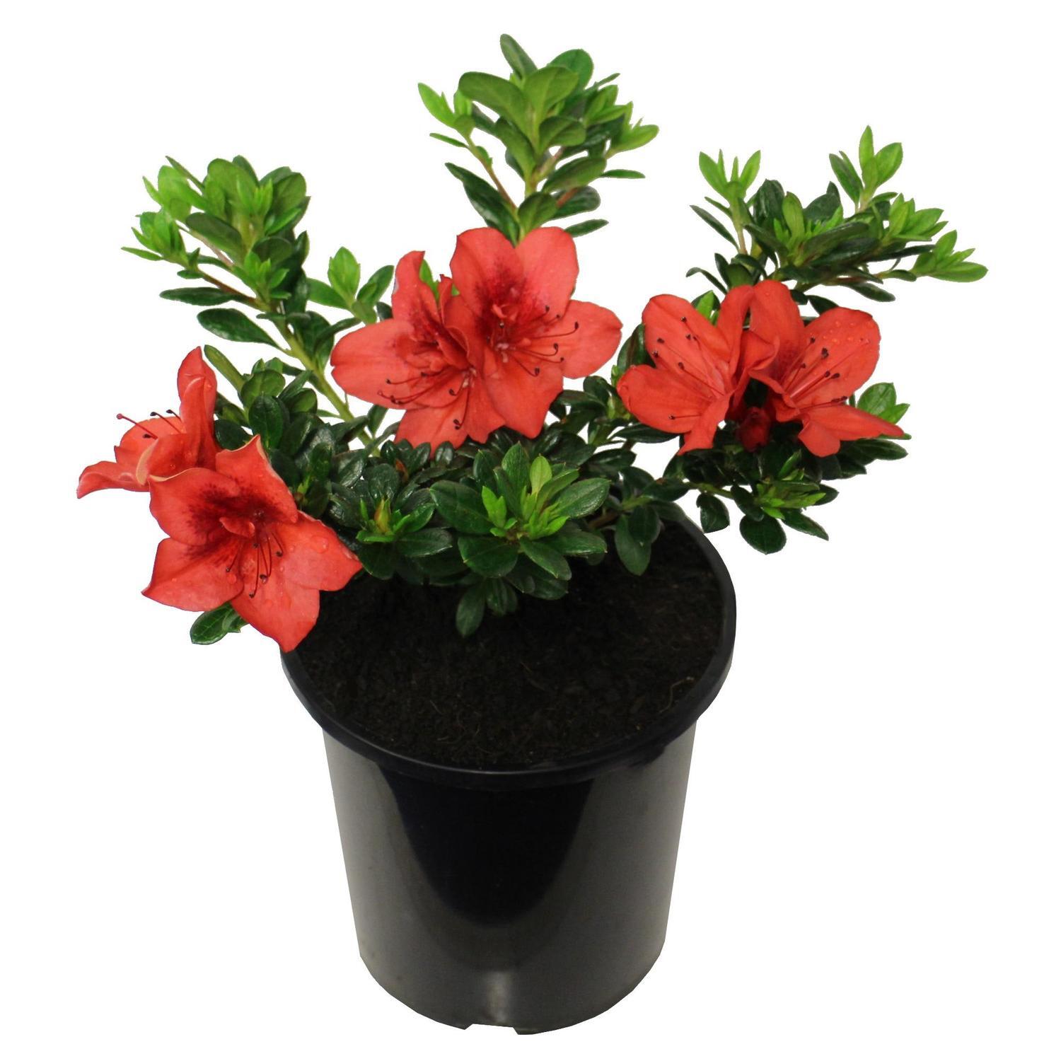 Azalea Mrs Kint Red 2.5L