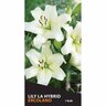 Lily La Hybrid Ercolano Pack 1