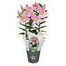 Lily Oriental Souvenir Gift Wrapped 15cm