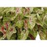 Caladium 'Miss Muffet'