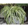 Phormium blondie