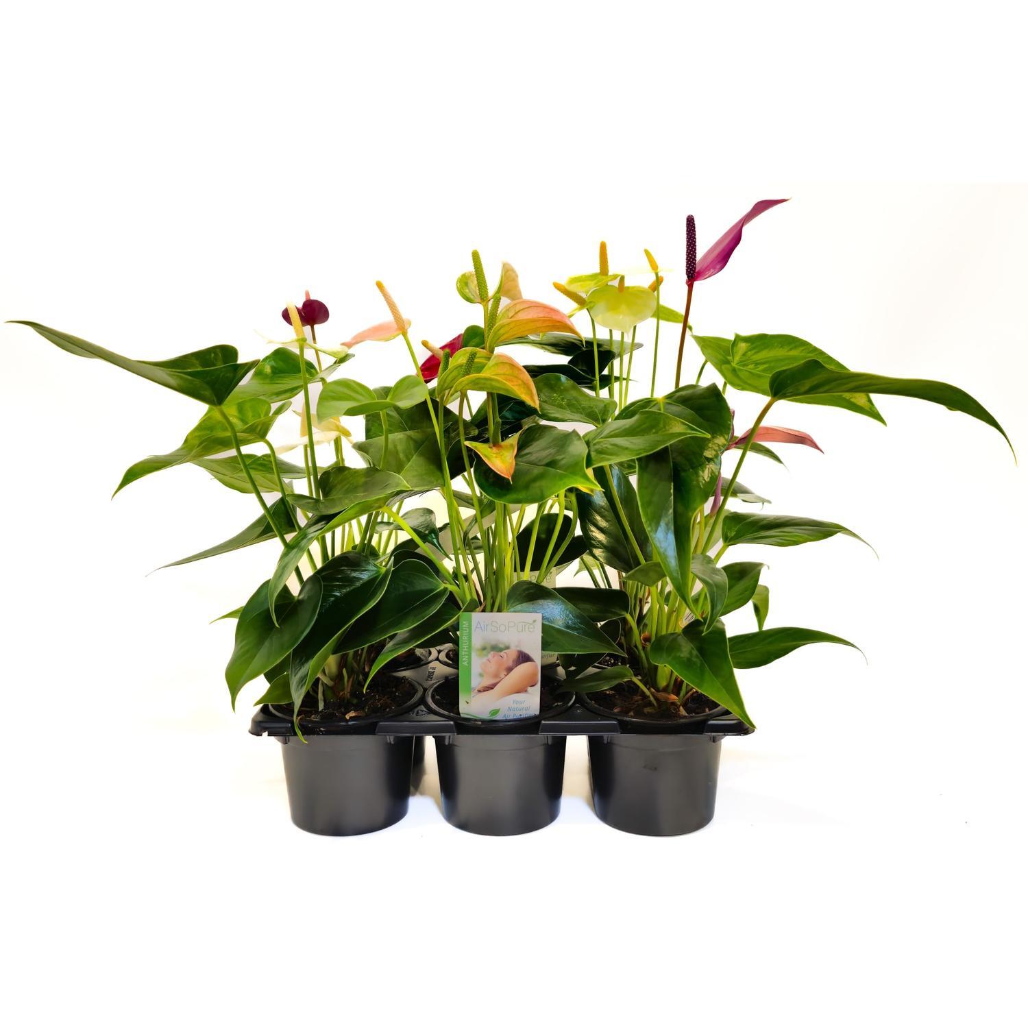 Anthurium Mixed 6 Pack