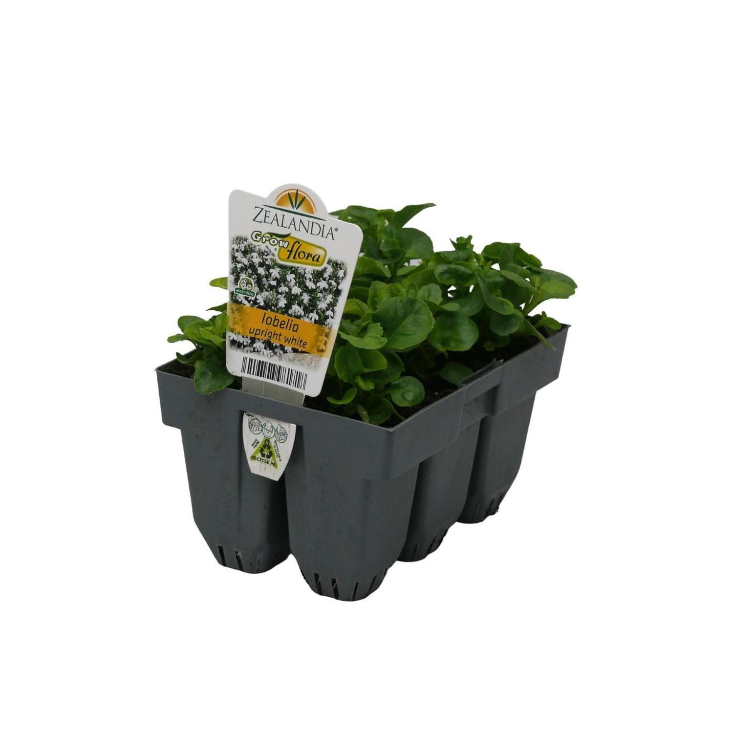 Lobelia Upright