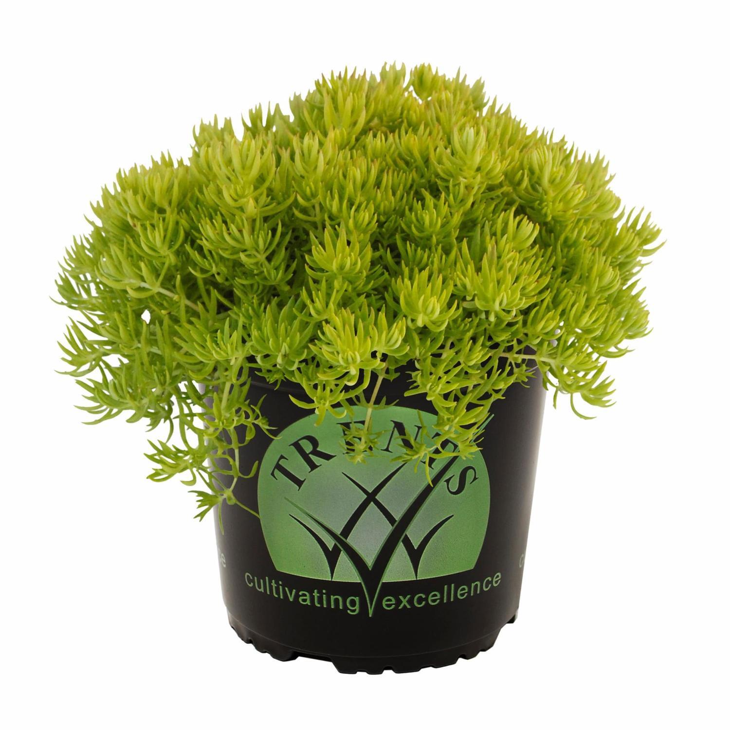 Sedum Golden Planet