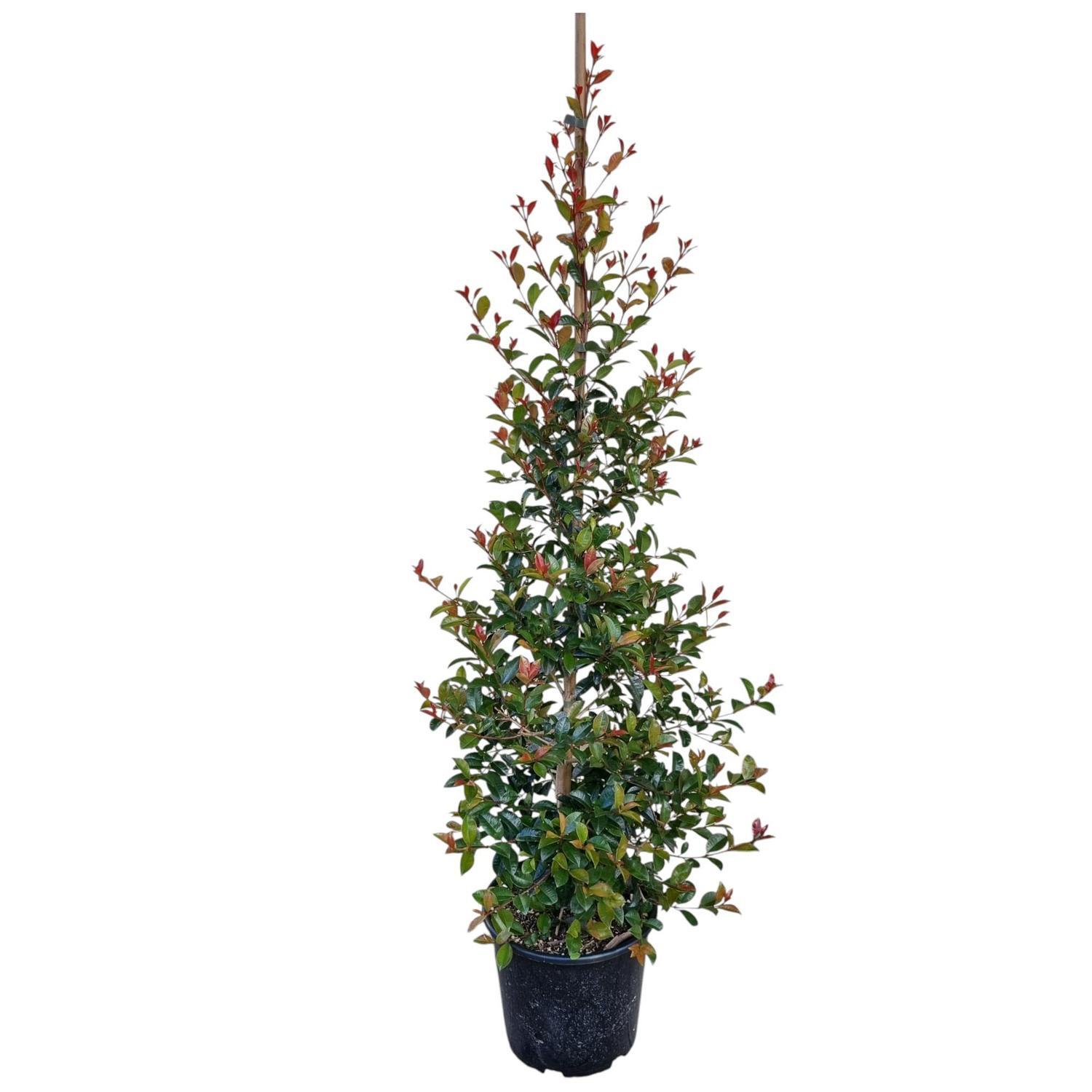 Eugenia Ventenati 'Lilly Pilly' 8.5L