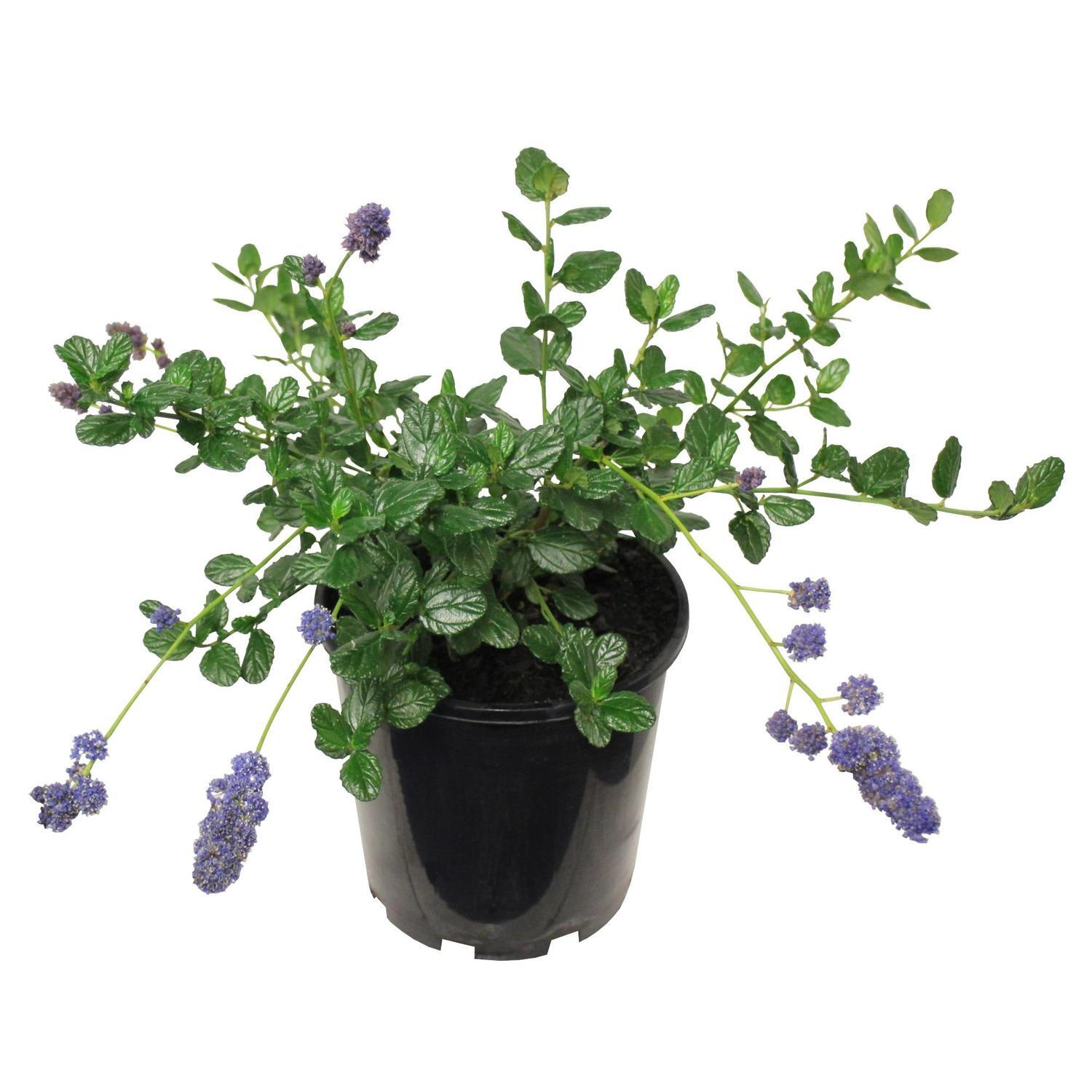Ceanothus Yankee Point 3.3 litre