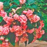 Begonia Cascade 'Florence'