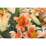 Lily Ot Hybrid Zelmira Pack of 1