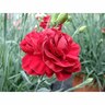 Dianthus Passion