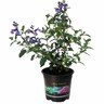 Salvia So Cool Violet