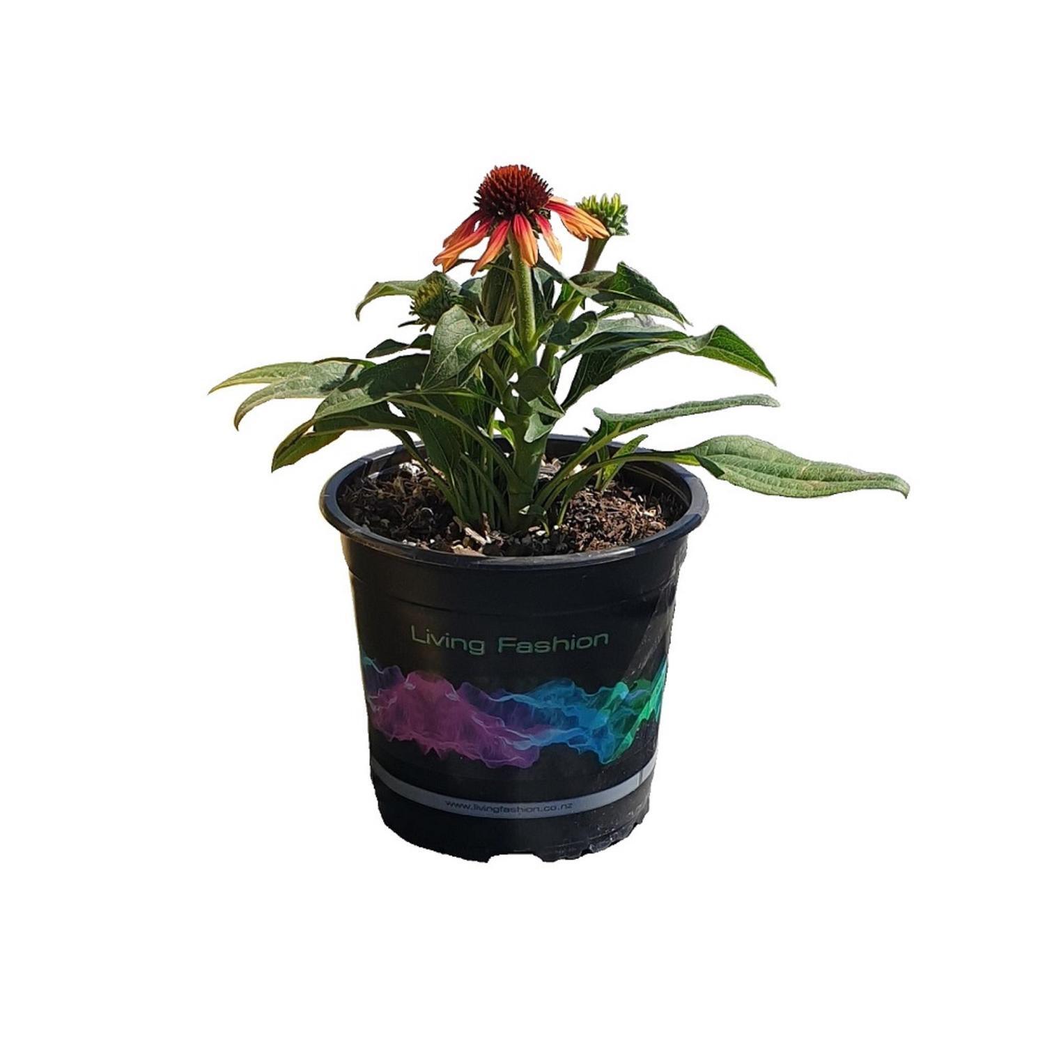 Echinacea Sunseekers Tequila Sunrise