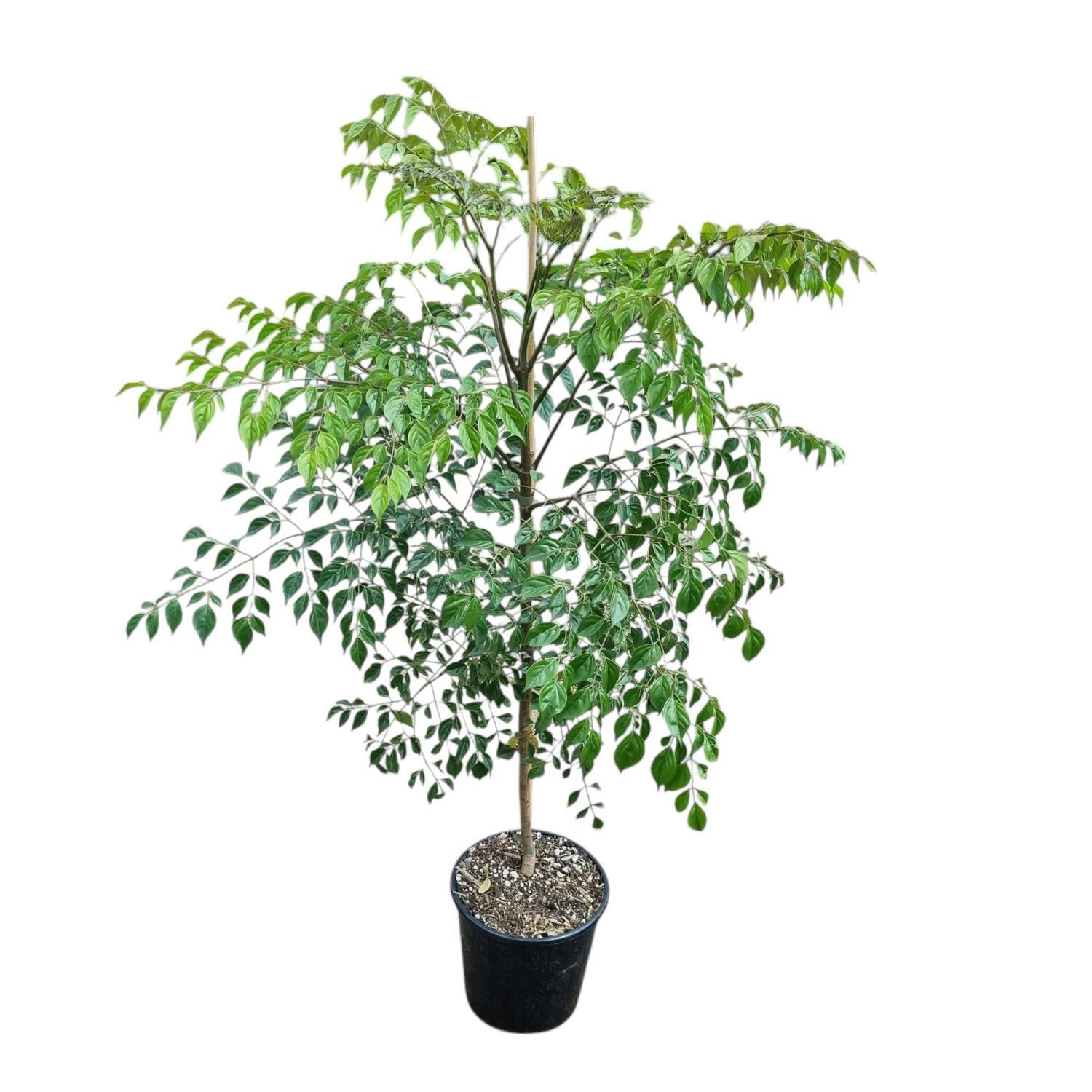 Radermachera Sinica 'China Doll'  4L