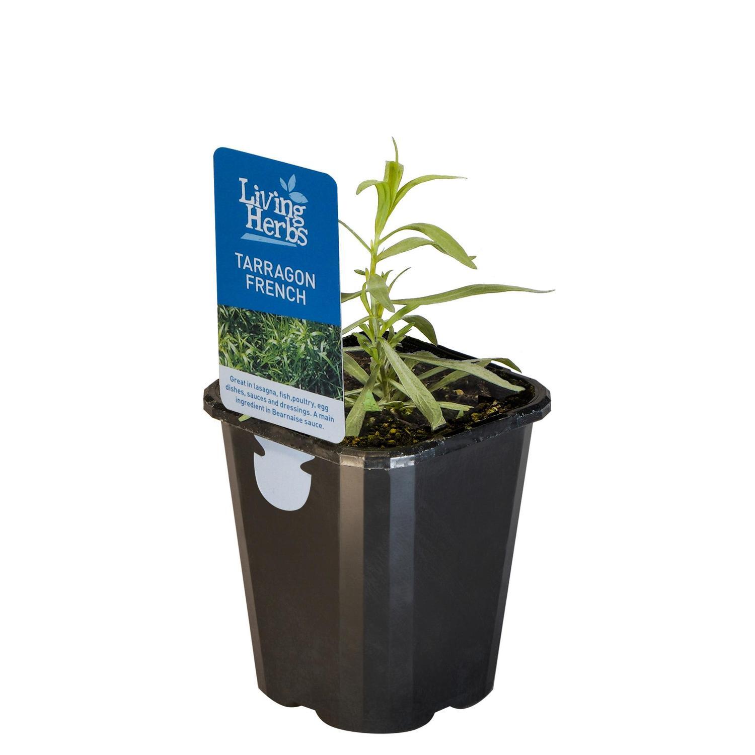 Tarragon French