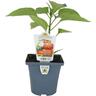 Capsicum Target 100mm Green