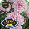Paeony Double 'Sarah Bernhardt'