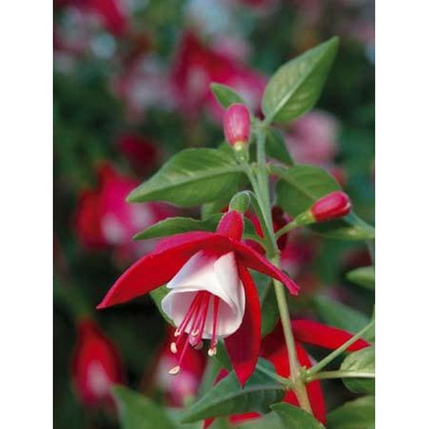 Fuchsia Shirley