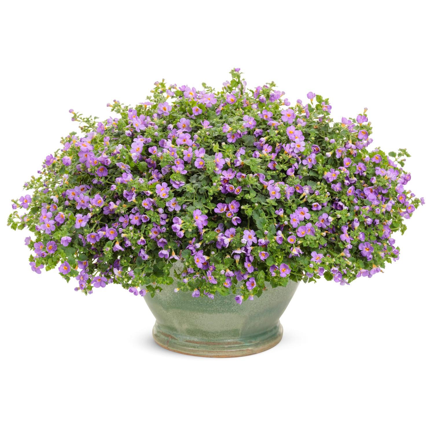 Bacopa Snowstorm Blue