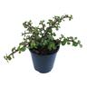 Portulacaria Afra