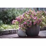 Origanum  Bellissimo