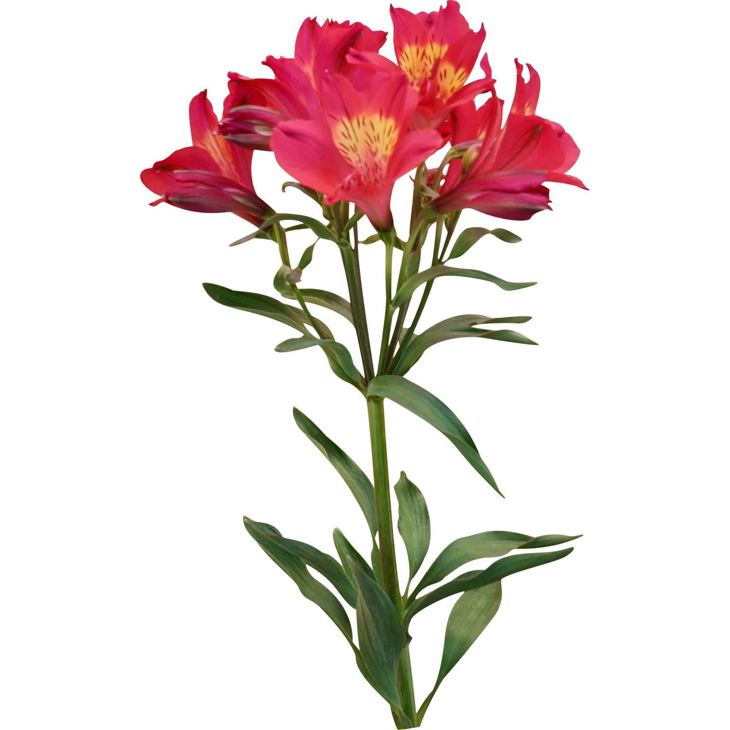 Alstroemeria Summer