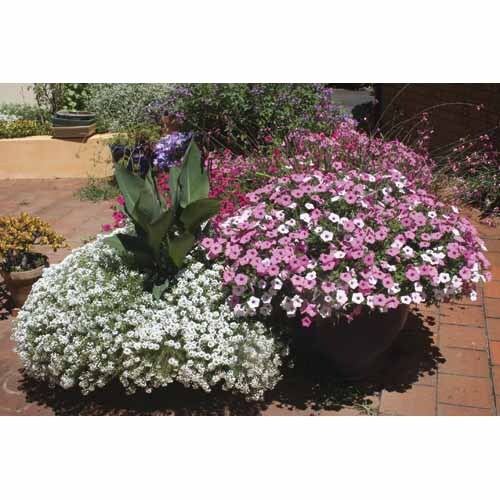 Supertunia Vista Silverberry