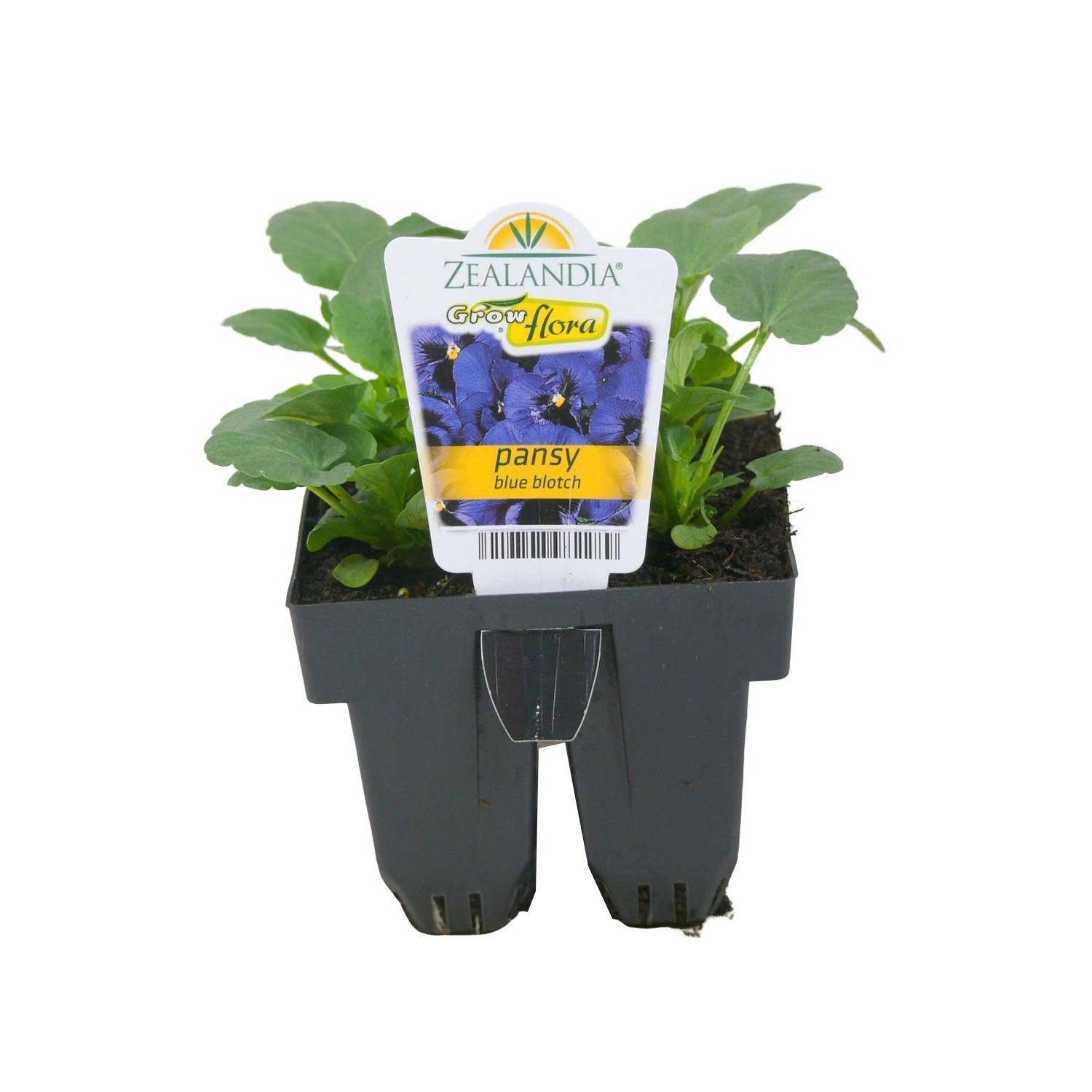 Pansy Delta