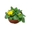 Flowering Primrose Bowls