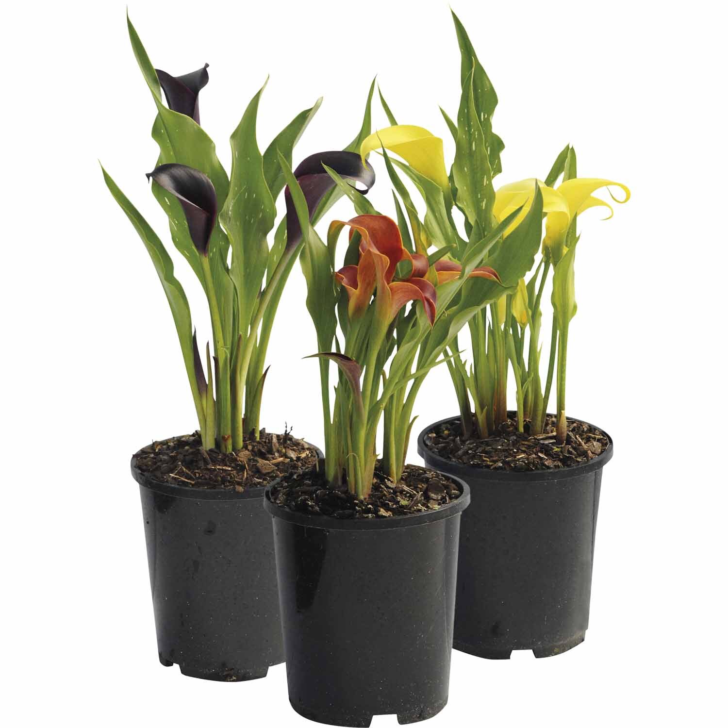 Zantedeschia