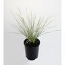 Lomandra Arctic Frost 1.5 litre Green