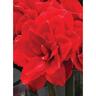 Amaryllis Hippeastrum Double 'Cherry Nymph'