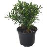 Hebe 'Wiri Gem' 2 litre