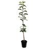 Apple Dwarf 'Peasgood's Nonsuch' 4.7 litre