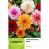 Dahlia Decorative Mixed 3 Pack