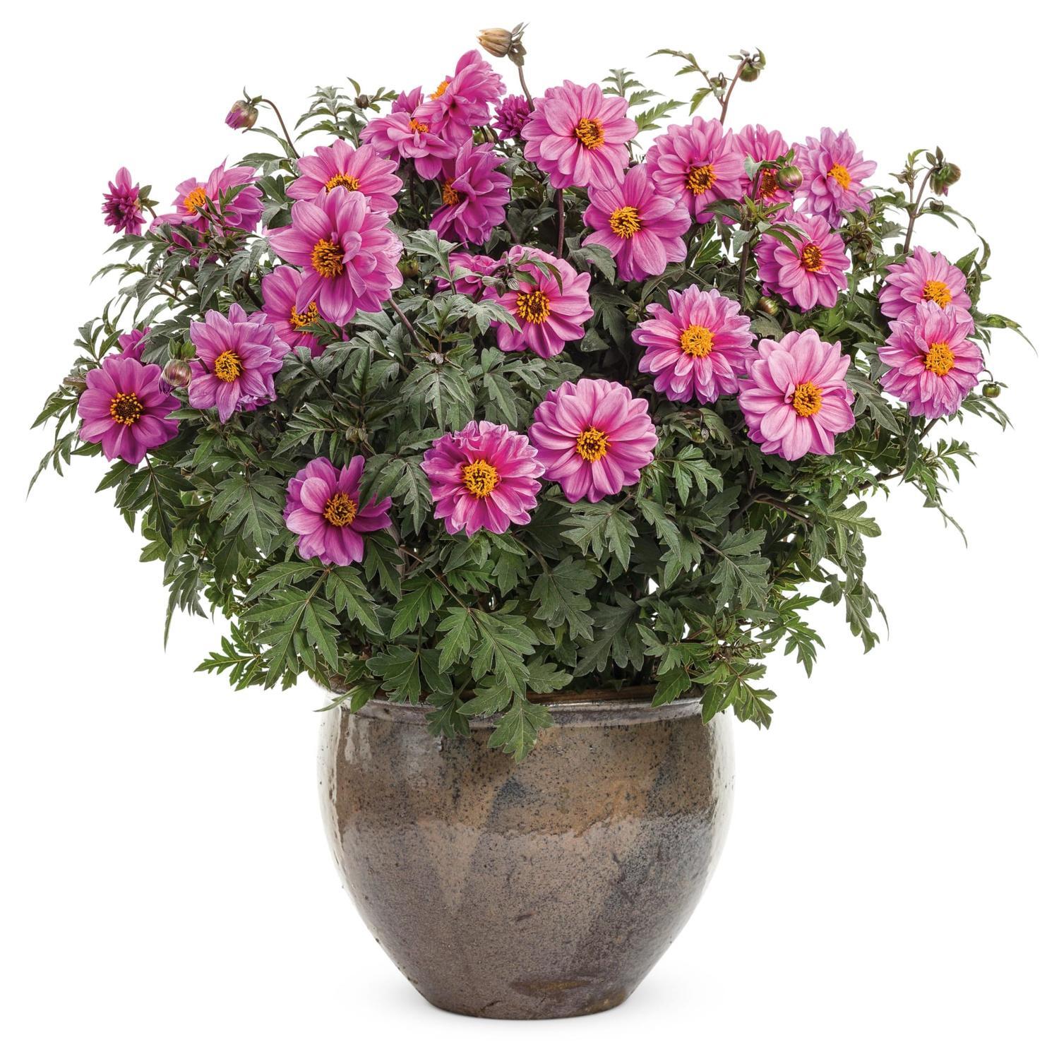 Dahlia Dahlightful Lively Lavender