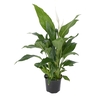 Spathiphyllum 'Peace Lily' Cupido 12cm