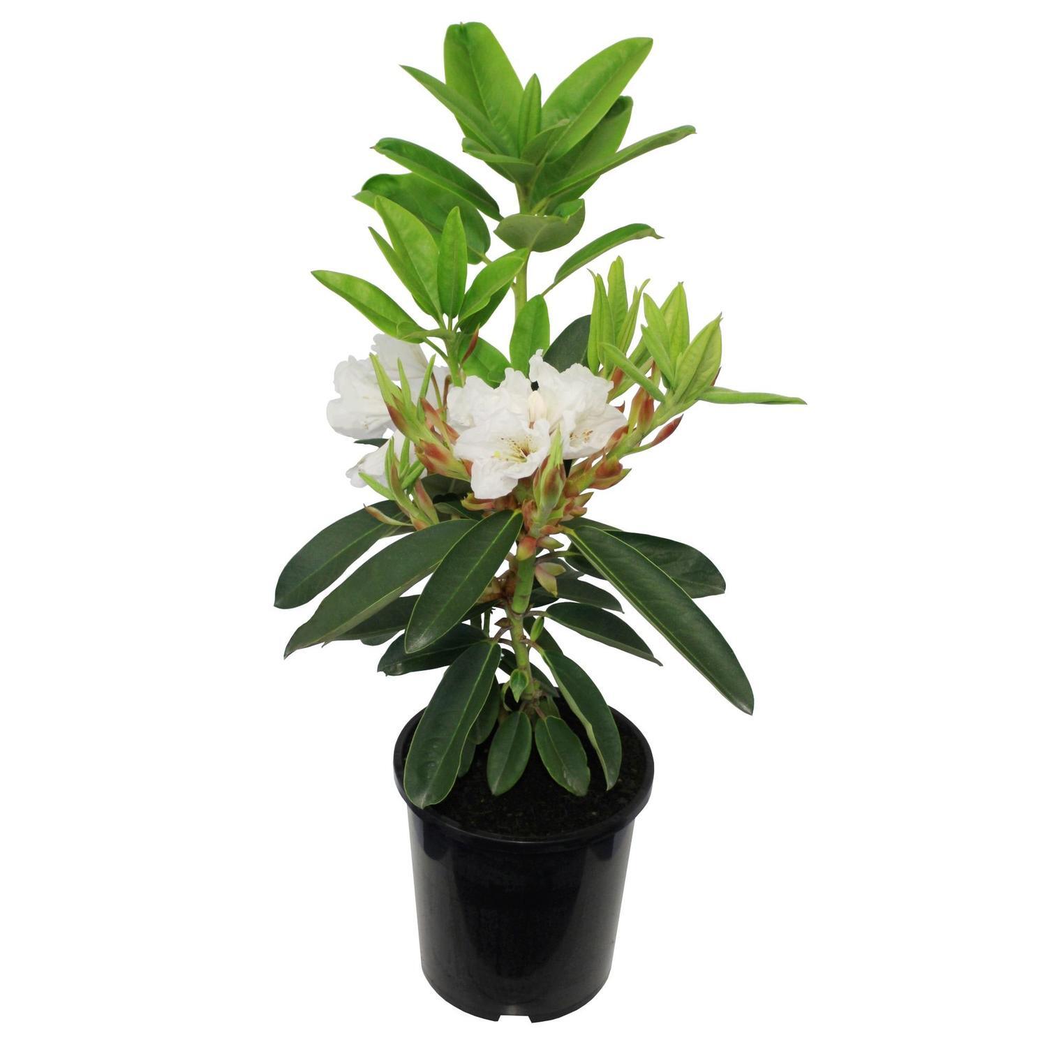 Rhododendron 'Mt Everest'