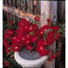 Flower Carpet Rose