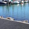 Marine Carpet Outdoor