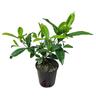 Gardenia Four Seasons  3.3L