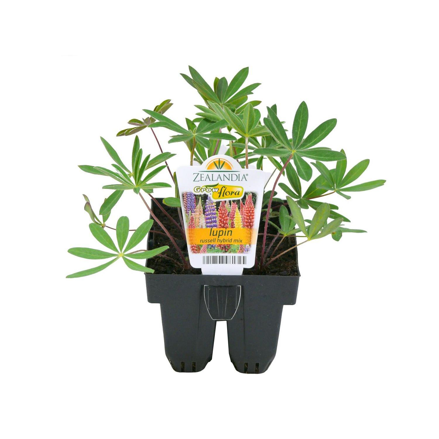 Lupin Russell Hybrid