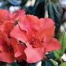Azalea Autumn Embers