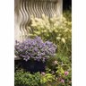 Nemesia Bluebird