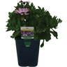 Osteospermum 14cm